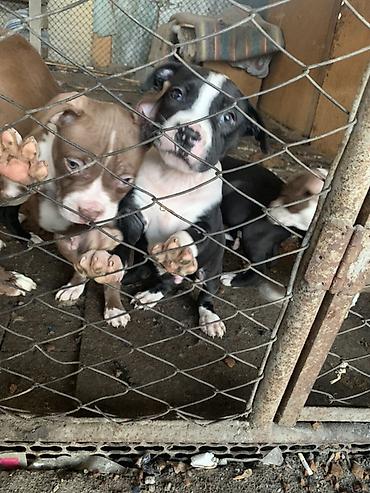 Продажа собак: Щенки с короткой гладкой шерстью, мощным телосложением и широкими — 3