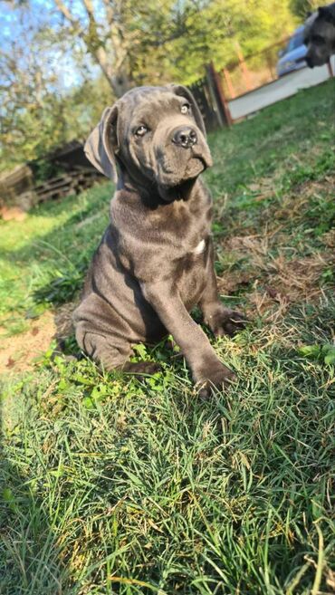 Psi: Prodajemo štence CANE CORSO vhunskog izložbenog kvaliteta sa — 4