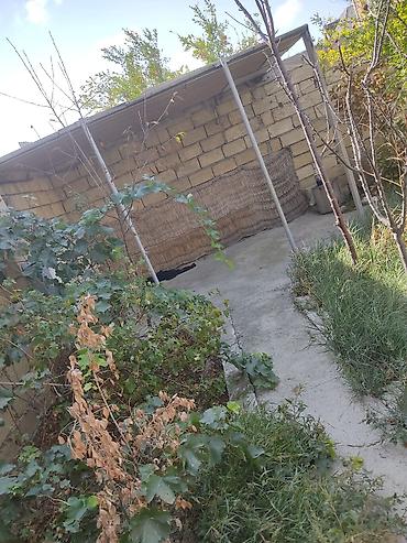 Torpaq sahələrinin satışı: Tikinti, Kupça (Çıxarış) -da lalafo.az — 22 Torpaq sahələrinin satışı: Tikinti, Kupça (Çıxarış) — 22