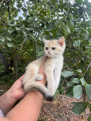 котенок сфинкса: Котёнок с короткой шерстьюшикарная девочка .кремово‑рыжего окраса с — 2