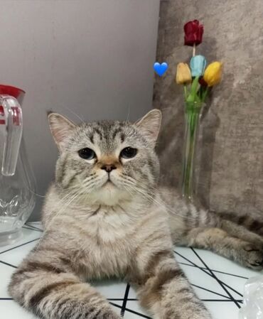 şotland pişiyi ağ: Şotland, Erkək, Yaxşı əllərə