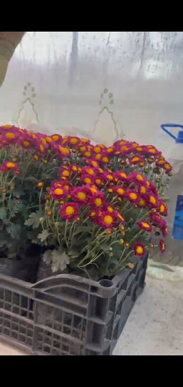 Хризантемы: Хризантема садовая, мультифлора (срезочные и посадочные материалы) - — 6