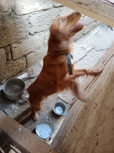 koker spaniel satilir: Koker spaniyel, 1 il, Dişi, Peyvəndli, Ünvandan götürmə