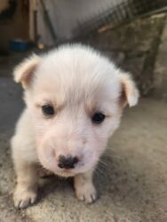 Psi: POKLANJAM štence mesanci haskija i ptičara,očišćeni od — 24