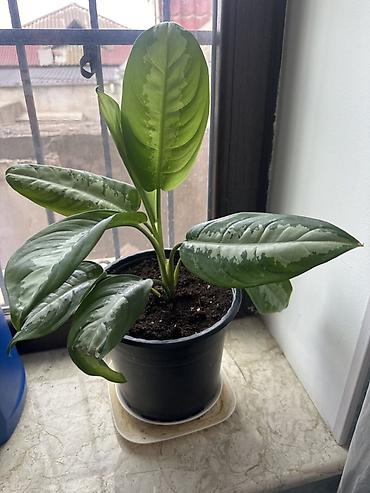 ev bitkisi: Aglaonema (Çin Əbədiyaşılı) – dekorativ otaq bitkisi - Növ: Aglaonema — 1