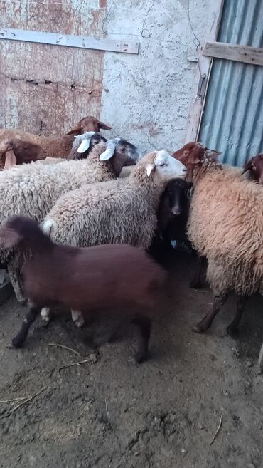 Qoyunlar, qoçlar: Sağlam cavan heyvanlardi kom satılır Kurdexanidadi. Ümumi 12 Heyvandi — 6