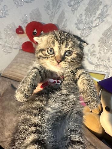 Pişiklər: Şotland — 3