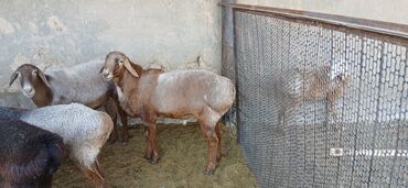 наполнитель для животных: Сатам | Ургаачы кой (ургаачы), Кочкор (эркек) | Гиссар, Арашан | Көбөйтүү үчүн | Бооз, Жасалма жол менен боозутуу