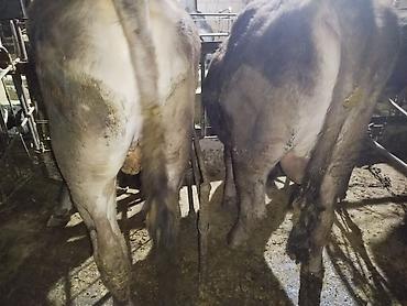 Коровы, быки: Продаю | Бык (самец) | На откорм | Привязанные — 19