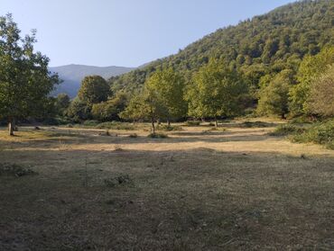 Çöl bitkiləri: Yaşıl otla örtülmüş, yamacın ətəyində yerləşən geniş açıq sahə. Ərazi — 7