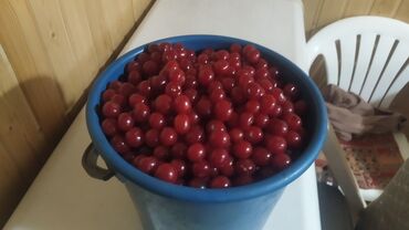 софиты потолочные цена бишкек: Продаю вишню ведро 9 кг за 500 сом. село маевка