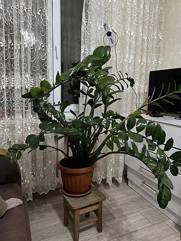 Комнатное растения Отличный вариант для тех, кто хочет крупное