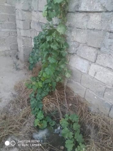 Ağaclar: Satıram . Nar ağacı kemsirin ve birde üzüm ağacı hər ikisi torpaq da — 2
