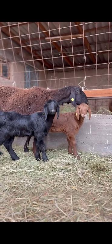Qoyunlar, qoçlar: Qoyun və quzu dəsti - Ana qoyun: yerli ətlik-tip (qara başlı — 10