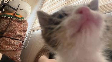 британские плюшевые котята: Беспородная, 1 месяц, Мальчик, Биколор — 5