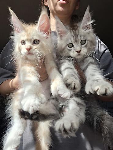 продаю чихуахуа: 🐾 ЭКСКЛЮЗИВНЫЙ КОТЁНОК МЕЙН-КУН ПОЛИДАКТ 🐾 Предлагается к продаже — 9