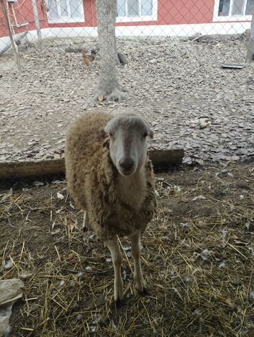 Qoyunlar, qoçlar: Hər ikisi cins quzlaridir iksdə dişdir 5-6 aylıq quzlardir qiyməti — 5