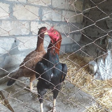 heyrati xoruzu - Azərbaycan: Heyrat Xoruz ve Heyrat feresi 2 si birlikde 100 manElaqe nomrem Mob