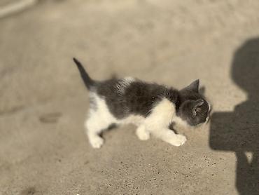 пл: Бесплатно Котята, короткошёрстные, окрас: серо-белый и чёрно-белый — 5