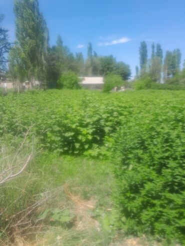 продаю дом алтын ордо: 6 соток, Курулуш, Сатып алуу-сатуу келишими