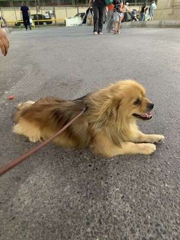 pulsuz itlerin verilmesi: Pekines, Erkek