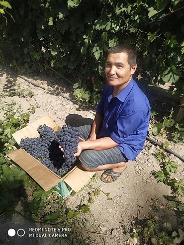 Виноград: Саженцы винограда: Ризамат. Киш-миш чёрный. Мирный. Розовый тайфи — 13