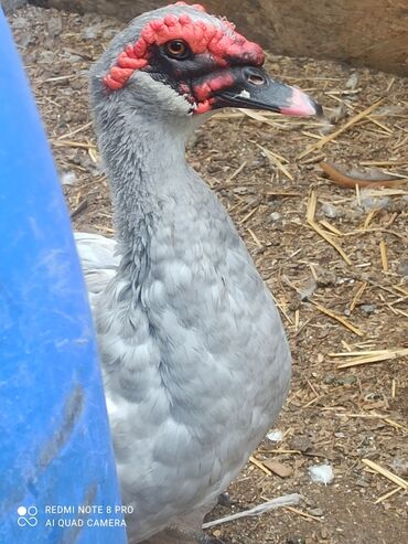 Другие с/х животные: Утята Индоутки Тяжёлая Линия. Индоутята. Фендибоберных Солидных — 3