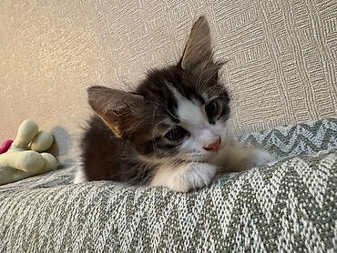 pişik üçün yuva: Передержка в уютной квартире около м. Нефчиляр 🐶🐱 Принимаем на — 6