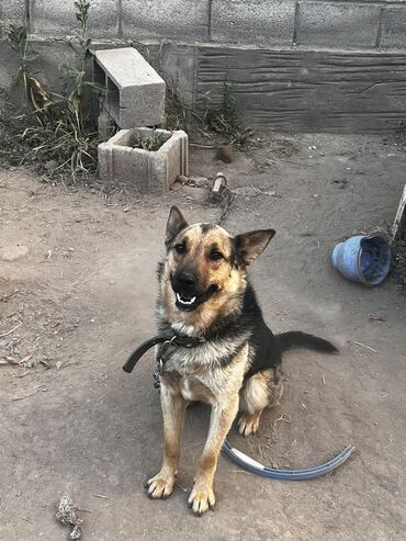 азиат собака: Собака даром: 2 года, Самец at lalafo.kg азиат собака: Собака даром: 2 года, Самец