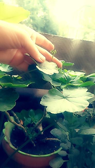 камеля: Комнатные цветы. герань, колонхое, сердце Матери, гузмания — 10