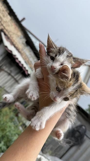 Мышыктар: Котята: мальчик и девочка К латку приучены, игривые кушают очень — 3