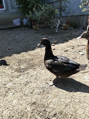 kangal satilir: 3 ay 15 günlük lal ordek zümrüd satılır tam sağlam təmiz qan heyvandır — 4