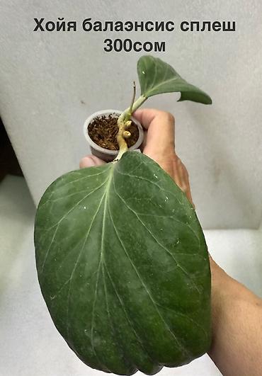 Хойи: Хойя (Hoya) Nui от 200 сом( Хойя балаэнсис сплеш-300 Хойя — 15