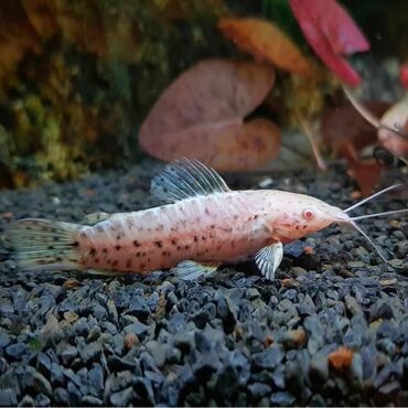 котики в добрые руки: Akvarium balığı – Albino tarakatum alıram kimdəsə varsa mənə yazsın