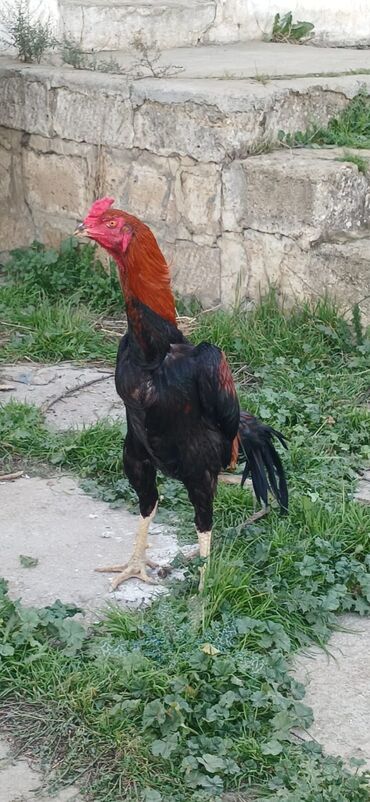 Xoruzlar: Xoruz, Heyratı, il: <1, Ödənişli çatdırılma — 9