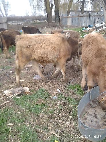 Коровы, быки: Продаю | Бык (самец) — 2