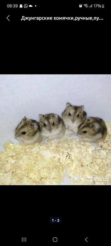 Хомяки: Джунгарские хомячки - Порода: джунгарские (карликовые) хомяки. - — 3