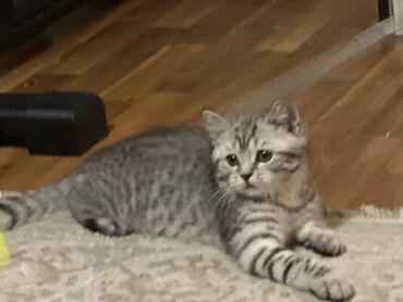 сколько стоит американская короткошёрстная кошка: Скотиш Страйт (Шотландская прямоухая), 3 месяца, Мальчик, Серебристая шиншилла, С документами, С прививками, Приучена к лотку