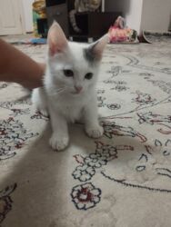 отдам даром ош: Ищем семью для малыша. Мальчик. Возраст 2,5 месяца,к лодку приучен