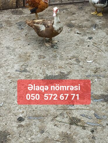 Saab: Dişi, | Lal ördək, Damazlıq, Ünvandan götürmə