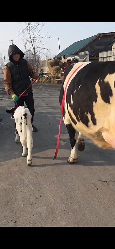 Inəklər, öküzlər: Südlük inək buzovla birlikdə - Cins: Holşteyn tipli, ağ-qara rəngli - — 7