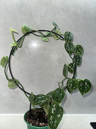 Аглаонемы: 1) сциндапсус расписной 500(с опорой металическая) 2) эпипрмиум — 1