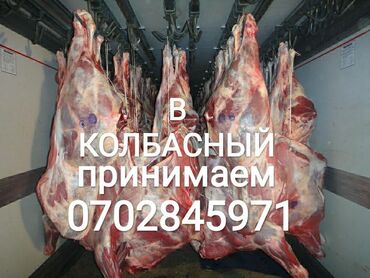 64 объявлений | ЖИВОТНЫЕ: Куплю | Коровы, быки, Лошади, кони | Круглосуточно, Любое состояние