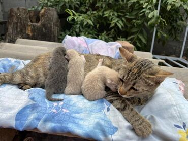 мала сатылат: Отдается мать кошка,с тремя новорожденными котятами.на 6 фотографии