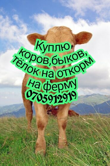 телка швиц: Куплю | Коровы, быки, Лошади, кони | Круглосуточно, На откорм, Самовывоз