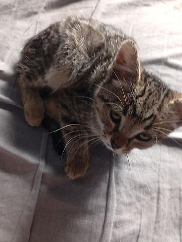Котенок от 1 месяцев на других котов хорошо реагирует но может at lalafo.kg Котенок от 1 месяцев на других котов хорошо реагирует но может