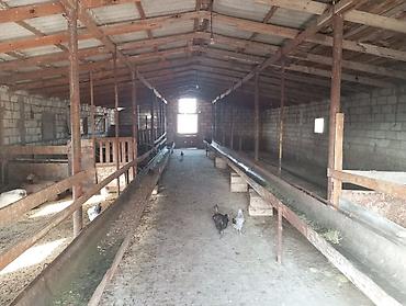 Kommersiya daşınmaz əmlakı: 12 sotun içində həyatyanı ferma satılır.70 baş iri buynuzlu mal — 6