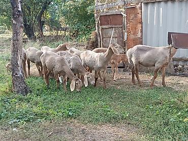 Продам с/х животных: Продаю | Баран (самец) | Арашан — 3