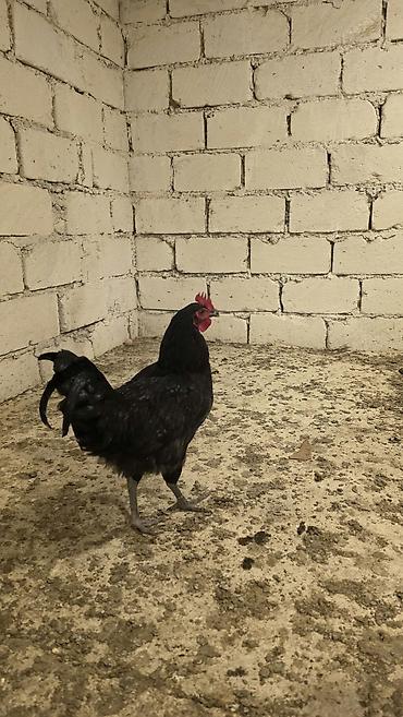 itlerin ucuz qiymete satisi: Austrolorp xoruzları 5 aylıq Bütün vaksinlər olunub tam sağlam təmiz — 1