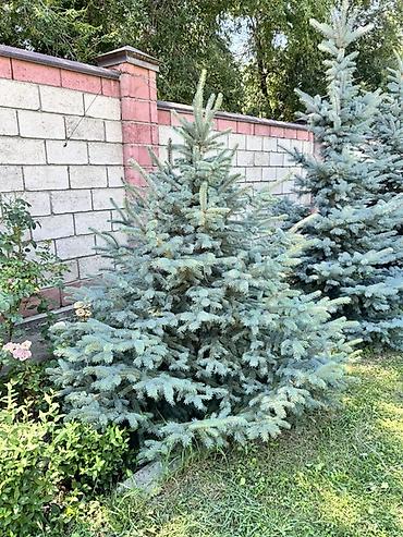 модульный стол: Голубая ель (Picea pungens ‘Glauca’) — зрелые декоративные экземпляры — 4